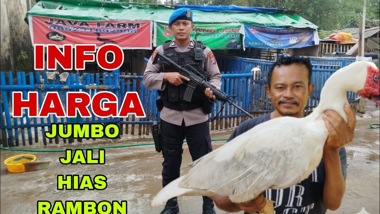 HARGA SEKITARAN ENTOK JUMBO DAN HIAS#ENTOKJUMBO #ENTOKHIAS #ENTOKRAMBON
