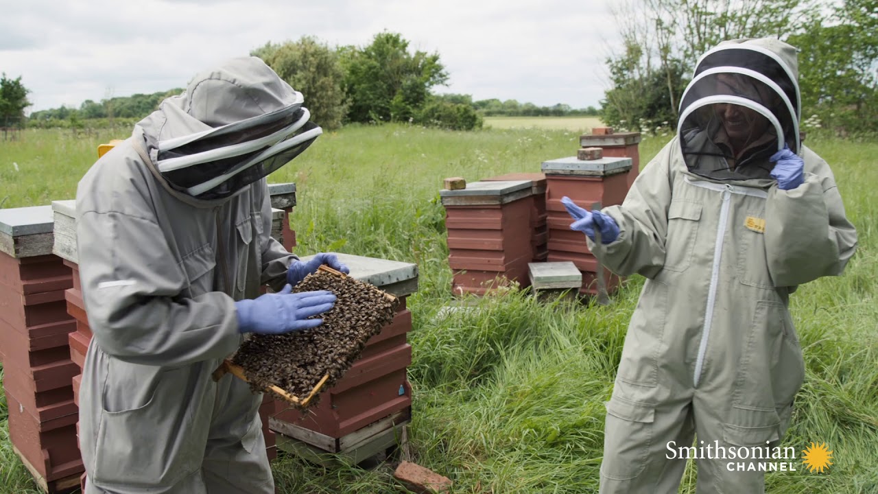 Doddington Hall Earns Some of its Revenue Thanks to Bees