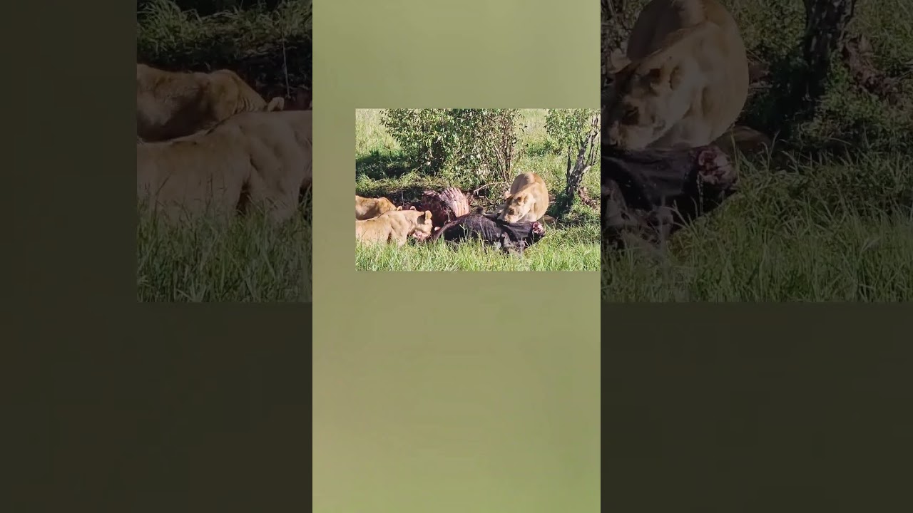 #realmaasaimara #maasaimara #masailion