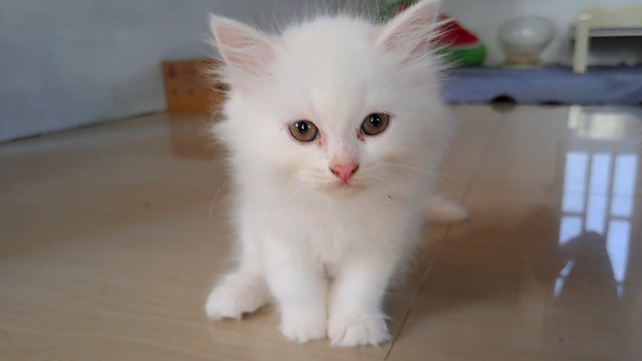 ごはんをうんちと勘違いする子猫がこちらです