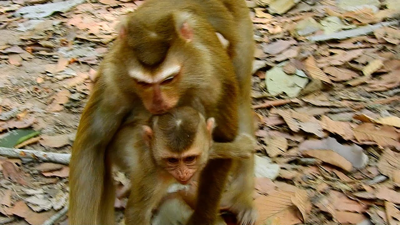little baby monkey deeply scare