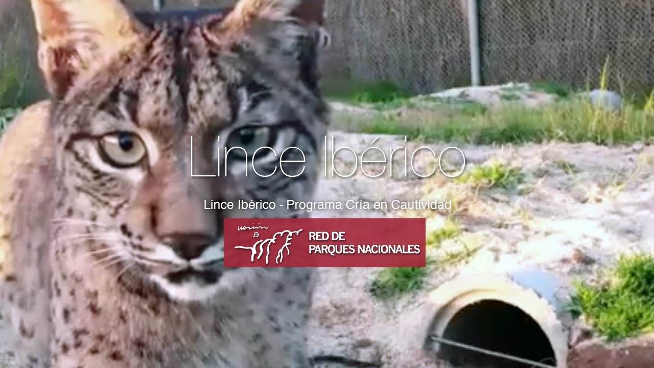 Lince Ibérico 🐱Programa Cría en Cautividad