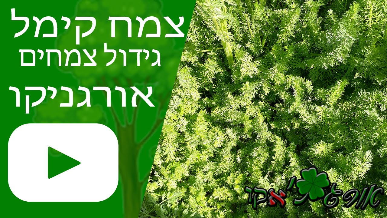 צמח קימל - גידול צמח - אורגניקו