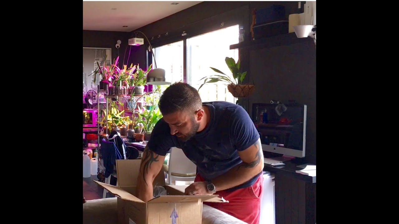 Unboxing - Orchid Haul from Schwerter Orchideenzucht - August 2016