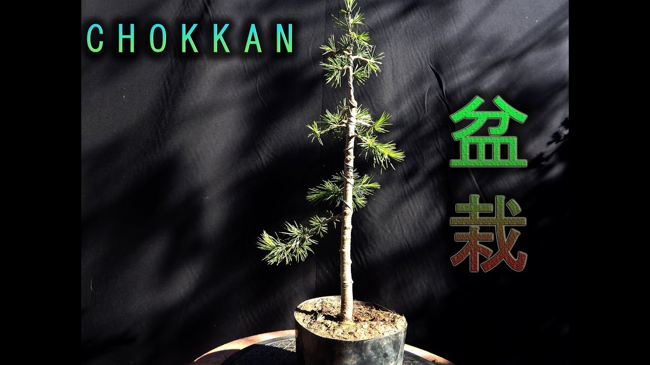 Cómo formar un 🌲 bonsái chokkan 🌲