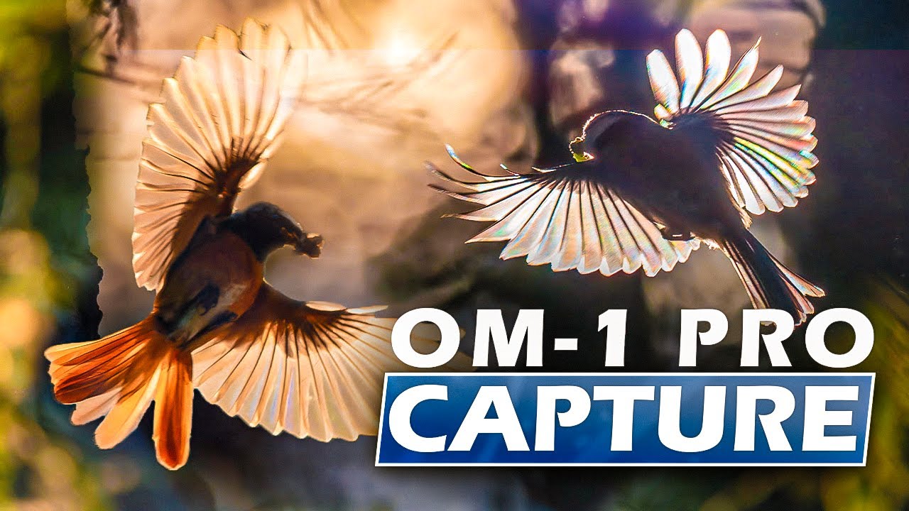 Настройки Pro Capture OM-1 | Фотосъёмка птиц в полёте