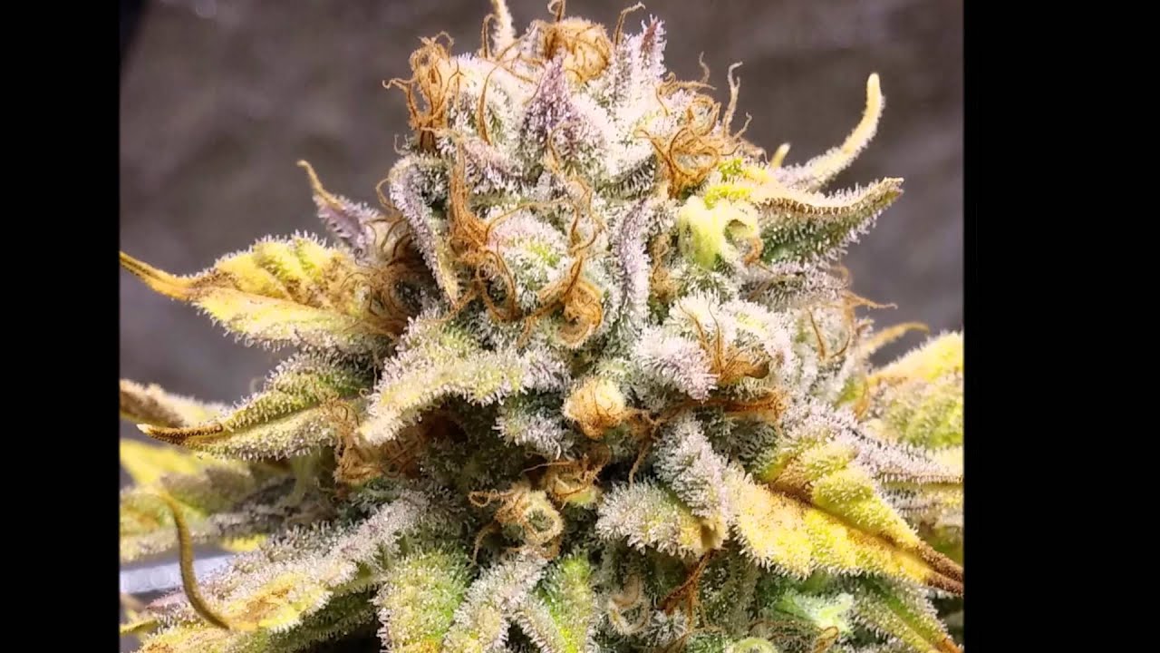 Stardawg bx2 from Green Beanz Seeds