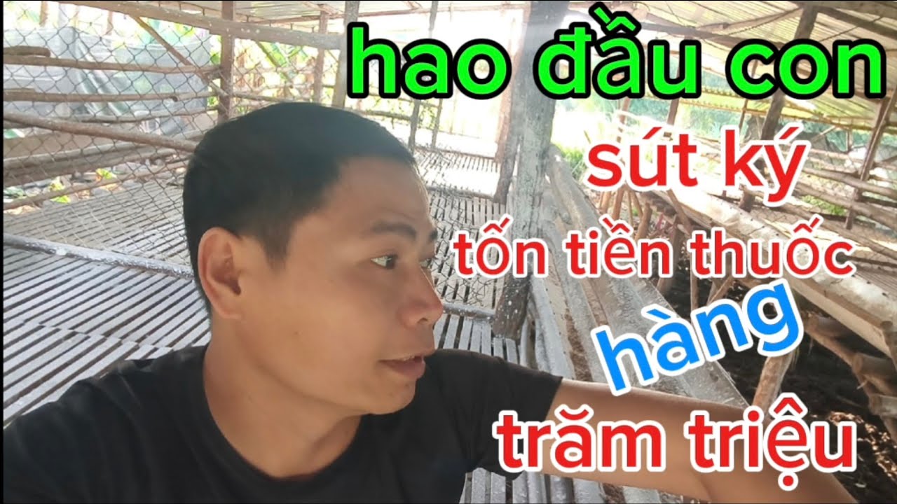Dịch bệnh ppr chửa được ko, phương án nào khi dê mắc bệnh, bán tháo hay cứu chữa,