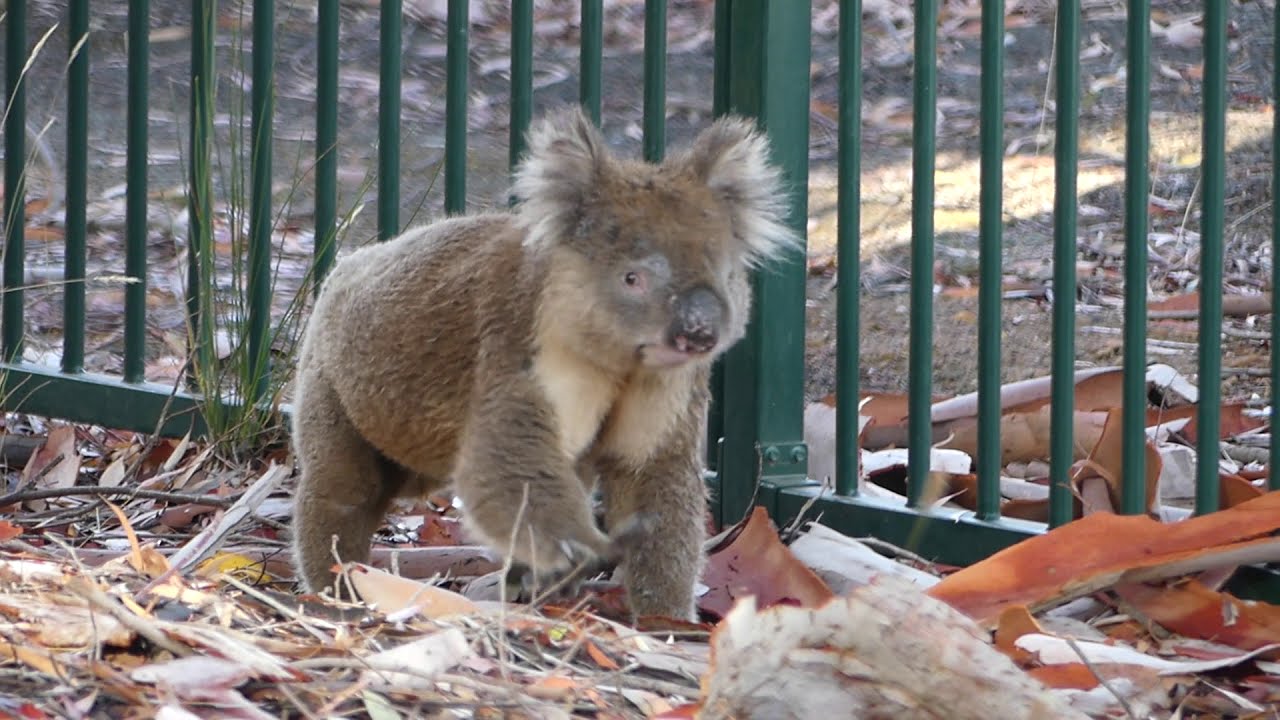 Koala crashes Australia Day ceremony at Parndana, Kangaroo Island