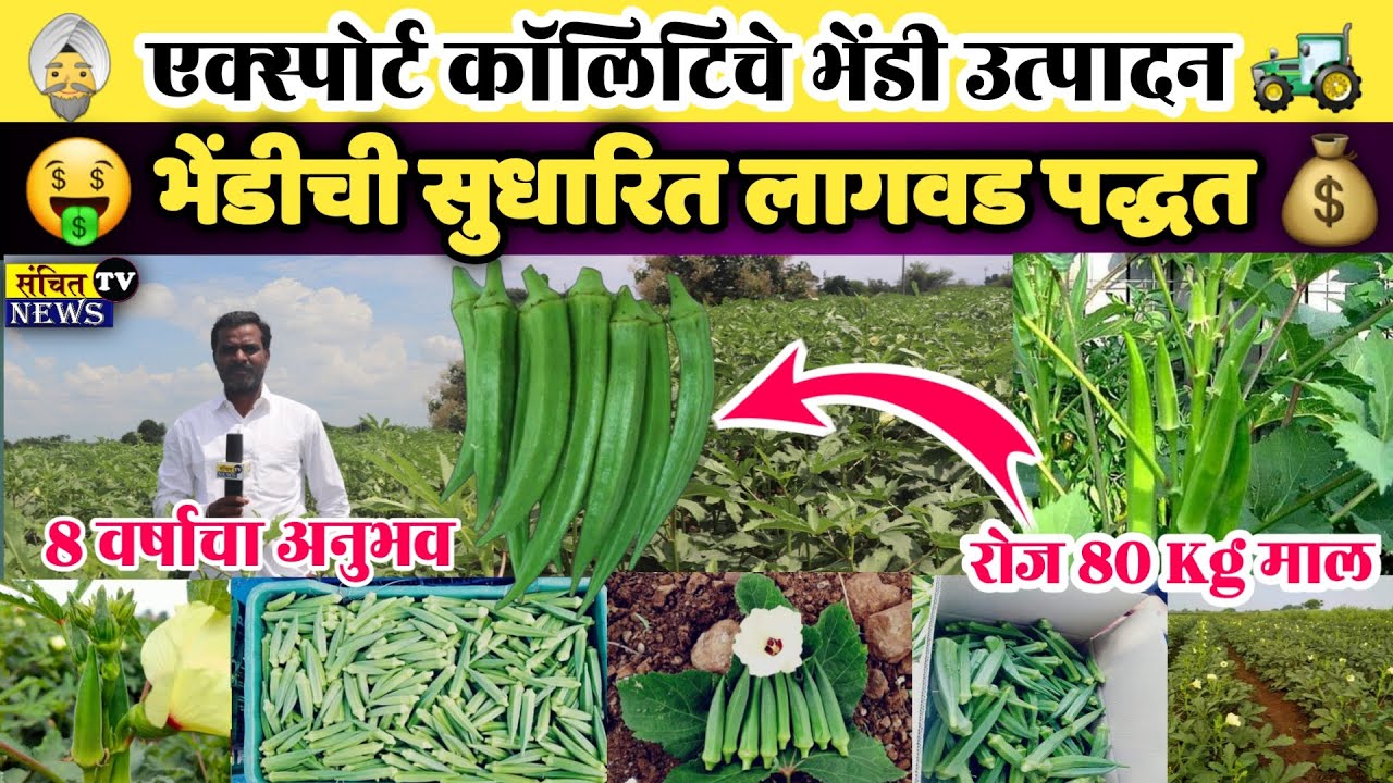 भेंडी लागवड तंत्रज्ञान | भेंडी पिकाची लागवड ते काढनी संपूर्ण माहीती | Lady Finger Smart Farming