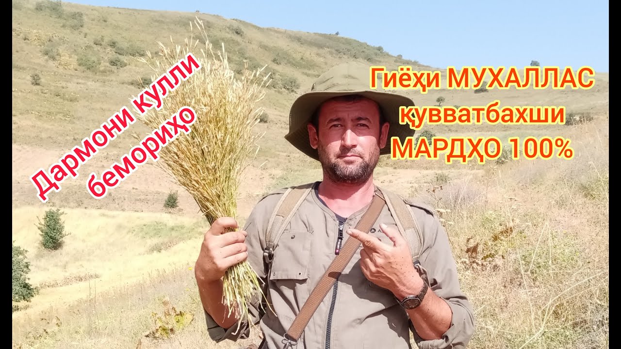 МУХАЛЛАС, МАХЛАСКАҲ,МУХАЛЛИСА, МАХАЛЛАС, ЧИНИГУЛ(гвоздика четырёхгранная)