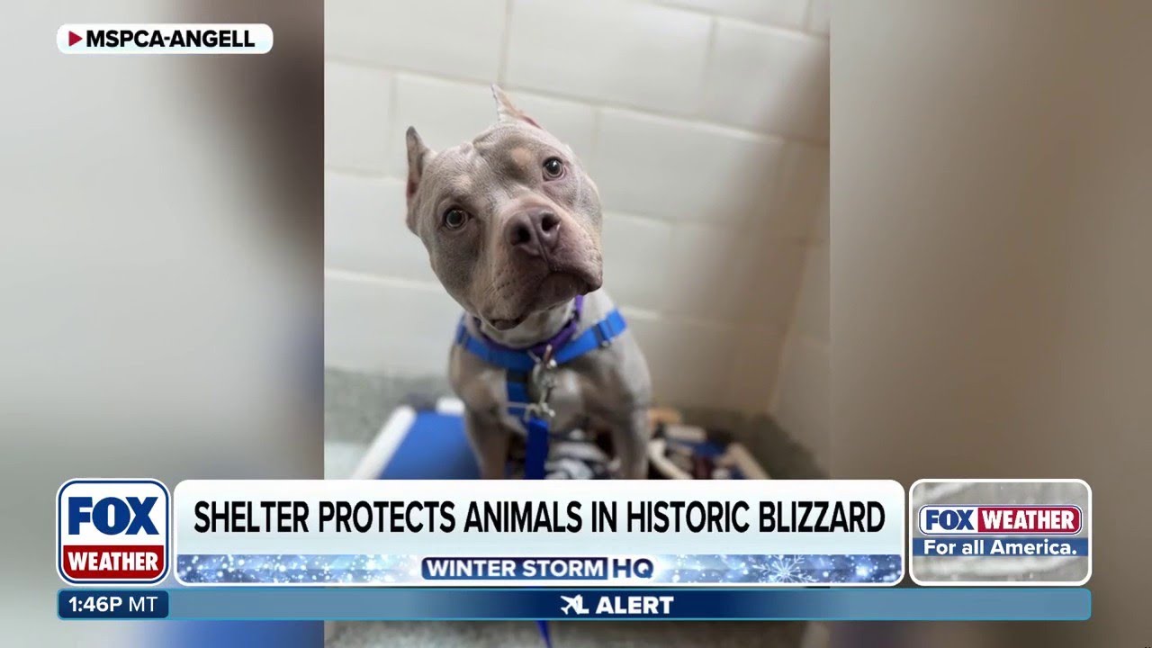 Massachusetts Animal Shelter Protects Vulnerable Pets Amid Power Outages After Historic Blizzard