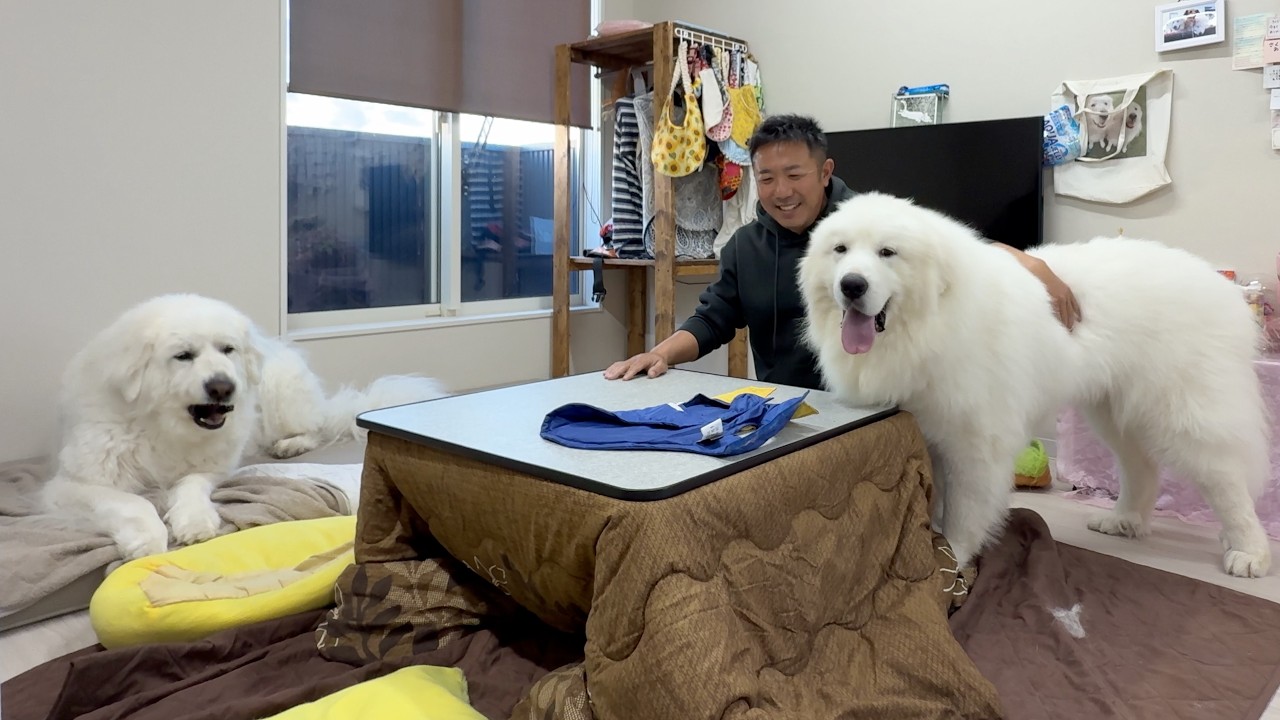 お預かりロイくん２歳のピレは老体にキビしいですw