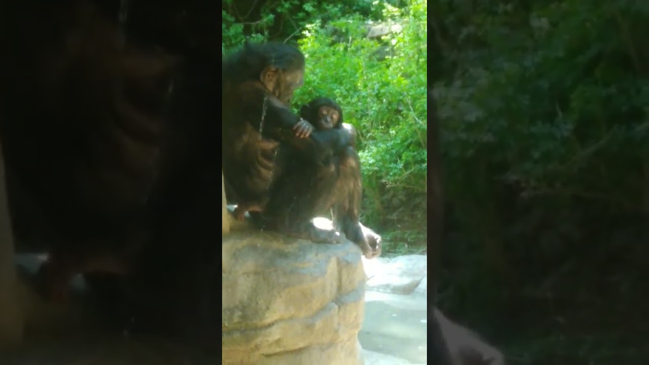 baby bonobo hanging out with mom in their outdoor habitat at the cincinnati zoo