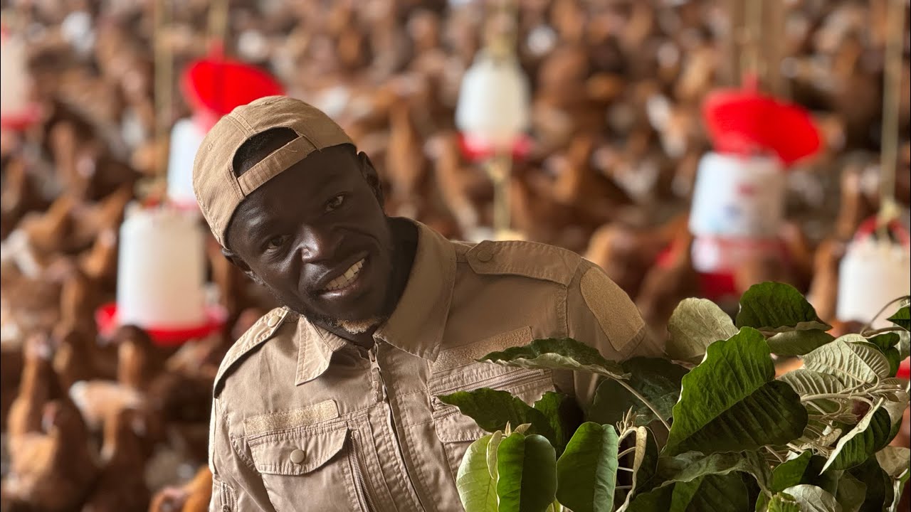 Don’t Buy Chicken Medicine Again | Margical Benefits of Wild Leaves