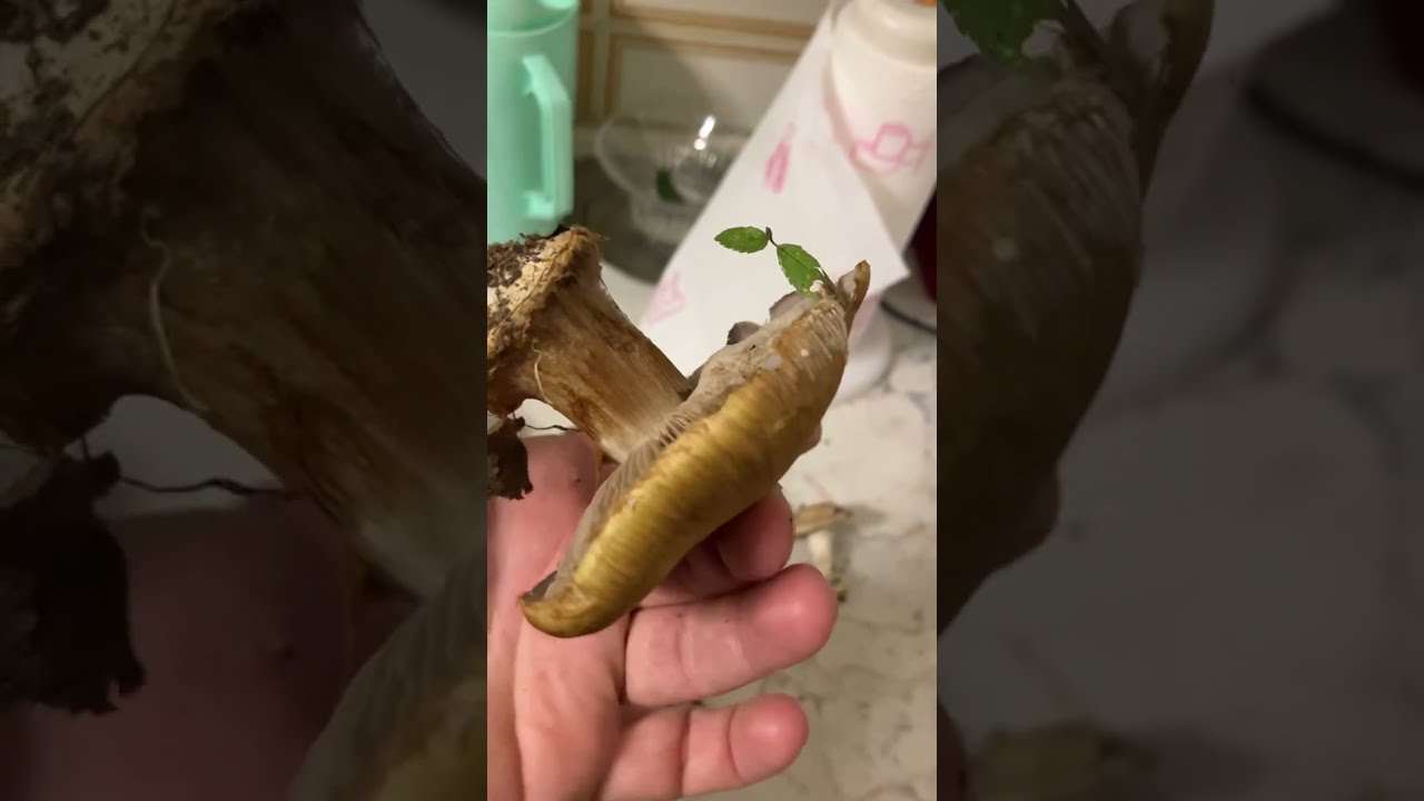 Cernita cesto serale; esemplari non commestibili scartati al raccoglitore Giacomo Jack Isp. Micologo