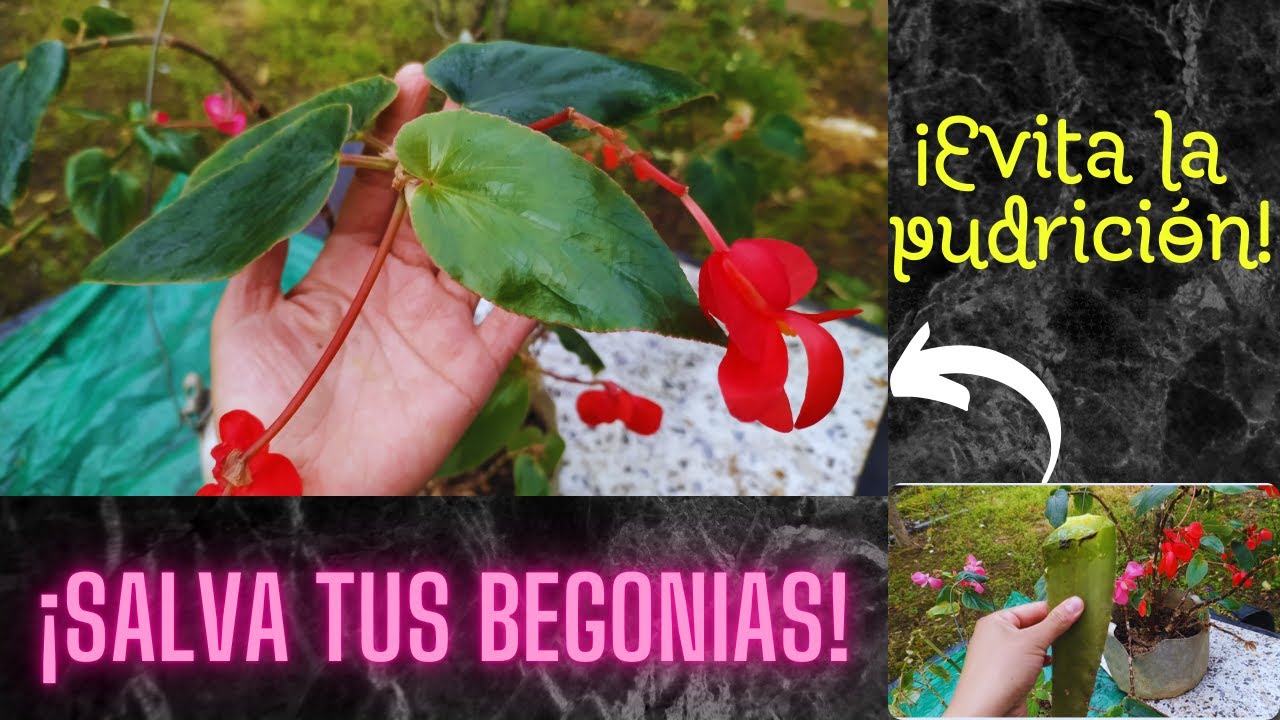 ¡El Secreto para Salvar tus Begonias Semperflorens o Flor de Azúcar  después de la Poda! 🌺🪴