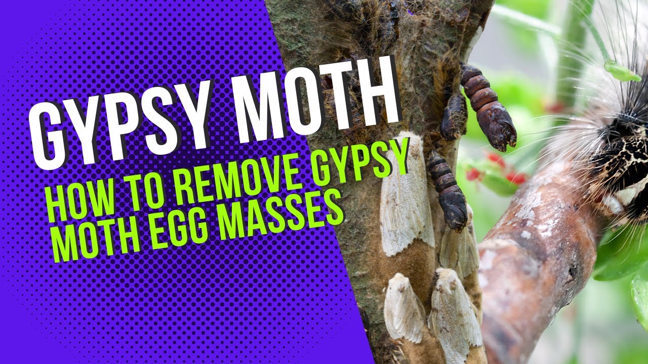 Gypsy Moth (Spongy Moth) Egg Mass Removal 🐛🌳 - Pathways to Perennials