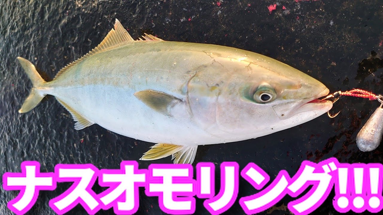 【新潟】ナスオモリを投げたら青物が爆釣した!!!!