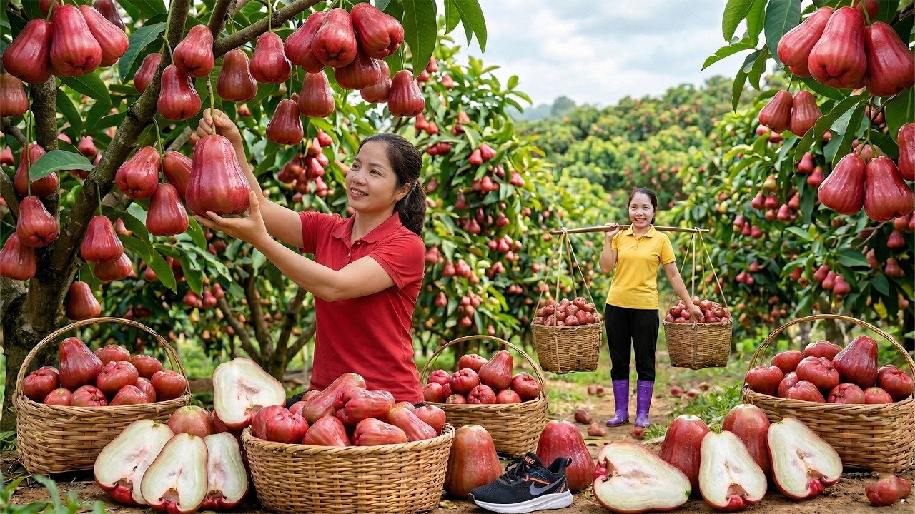 A Day Harvesting 1000+ Kg of Wax Apples &ndash; Market & Home Cooking 🍎