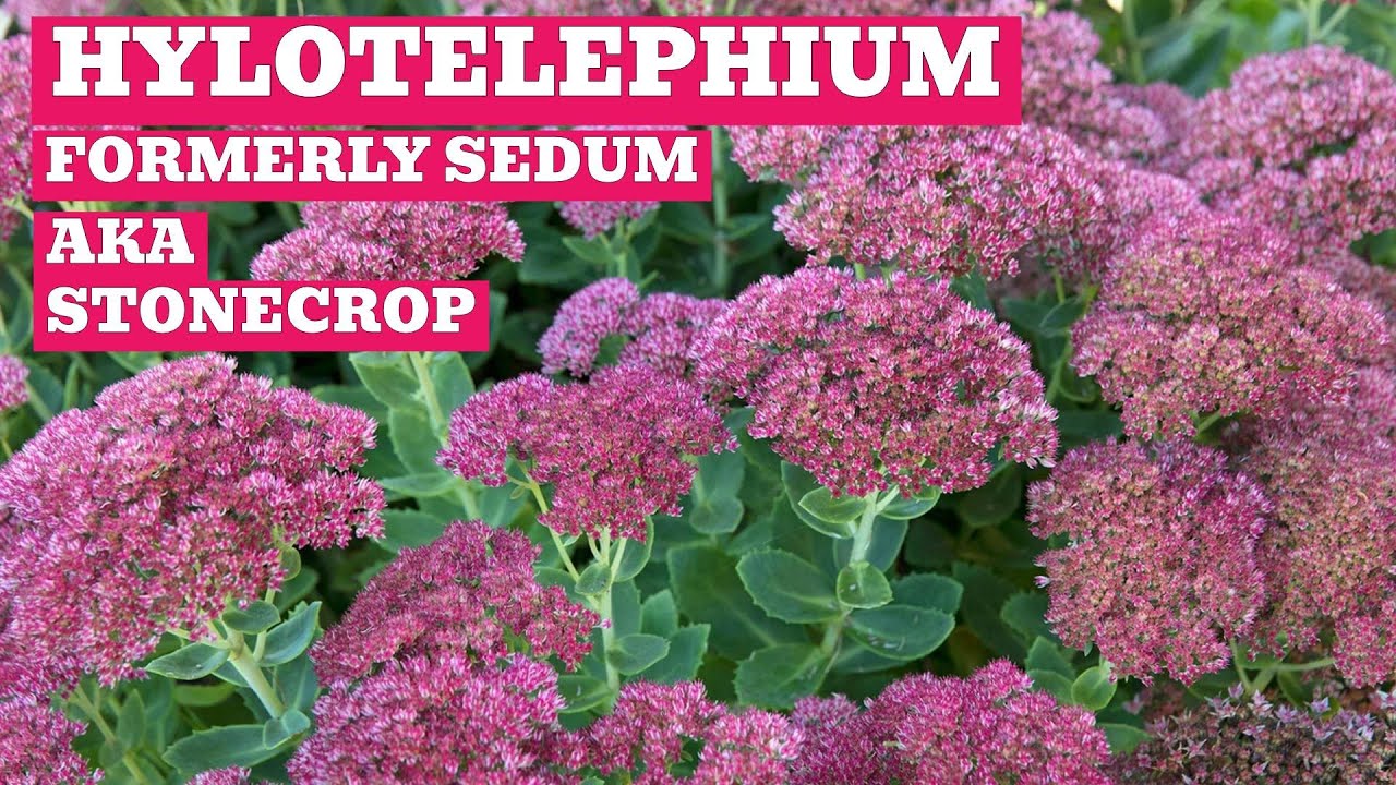 Hylotelephium (Formerly Sedum) Showcase | Stonecrops To Add Colour & Intrigue To Your Garden