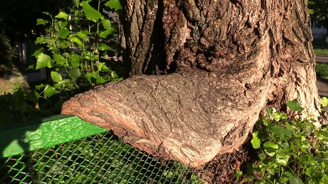 ВАРАШ. ЧТО РЯДОМ &ndash; ТО МОЕ. ТОПОЛЬ-ЗАХВАТЧИК (a tree is an invader. Varash. Ukraine)