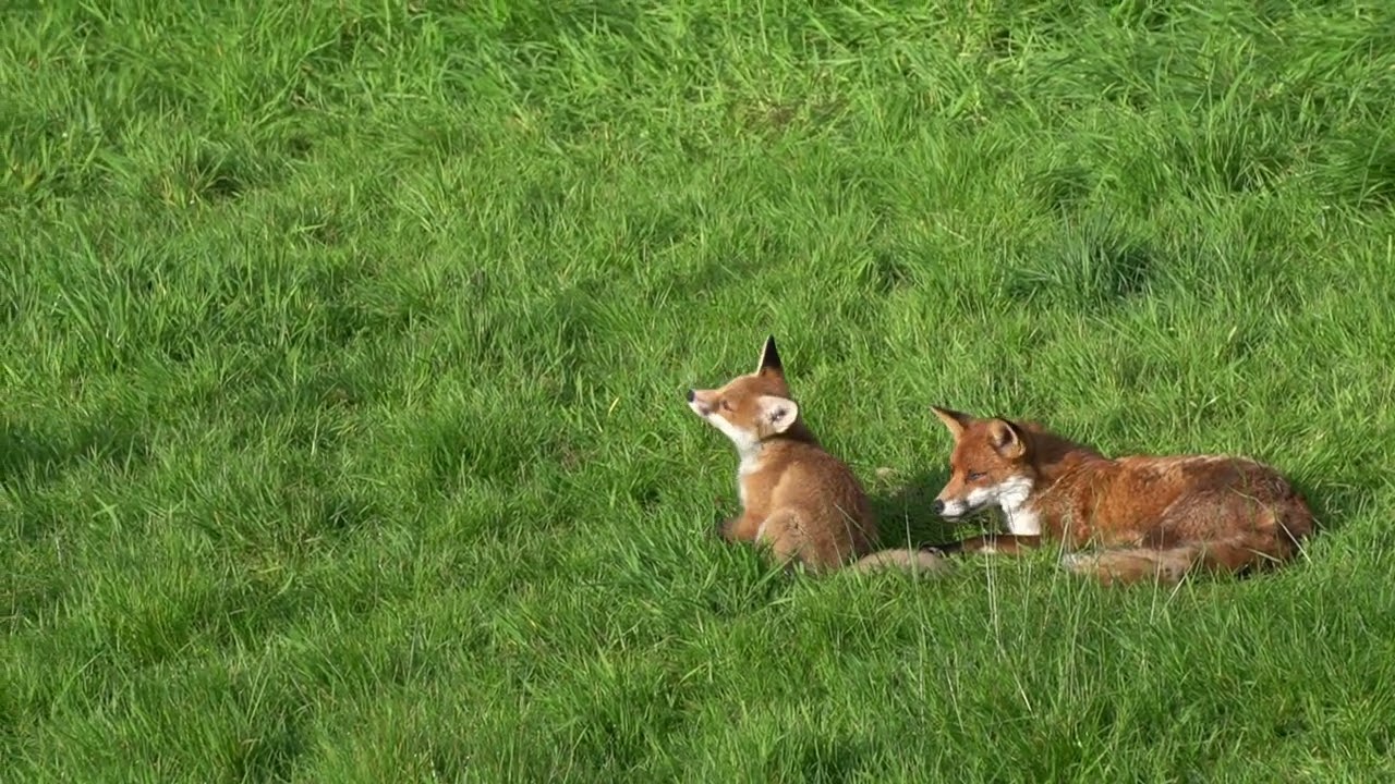 Fox and Cubs
