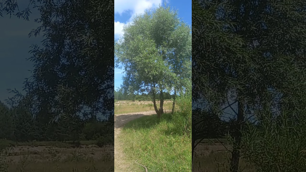 Ива #willow #Weide #врба #selje #salgueiro