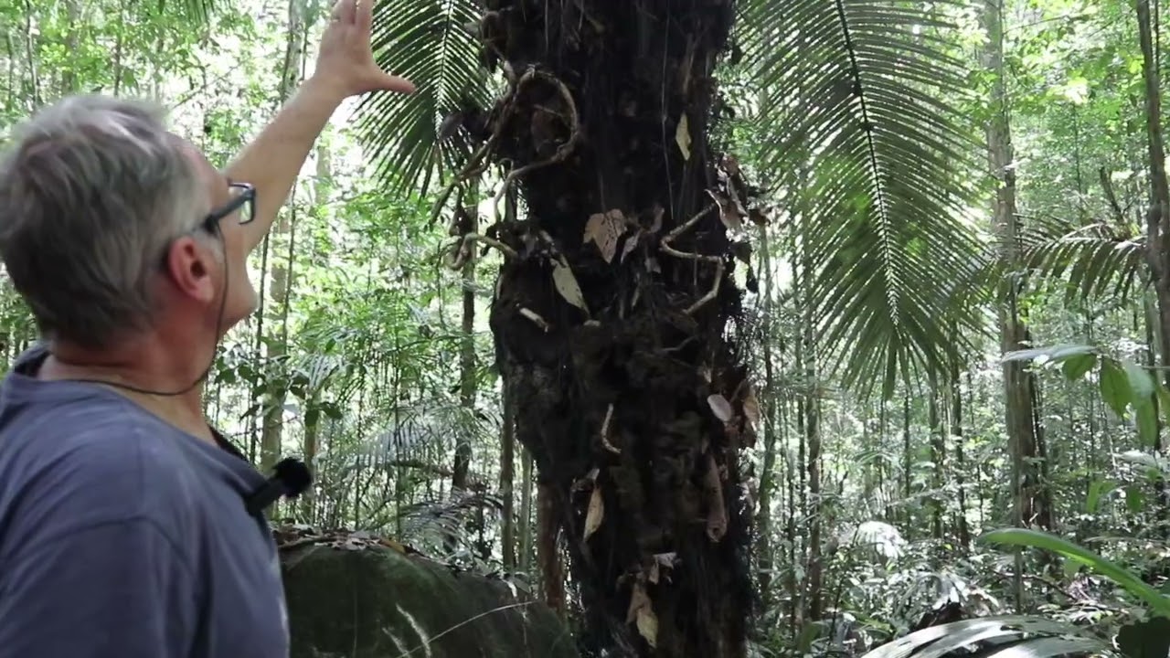 Des histoire d'arbres: les palmiers centenaires