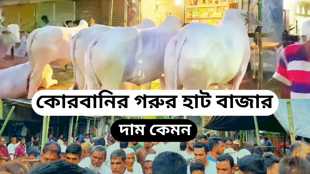 কোরবানির গরুর হাট বাজার / Qurbani Cow Price in Bangladesh 2023 / Abdullah360vlog