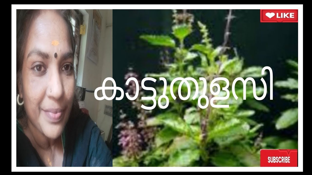 കവിത/തുളസീദളം/ Jyothis Kavitha world