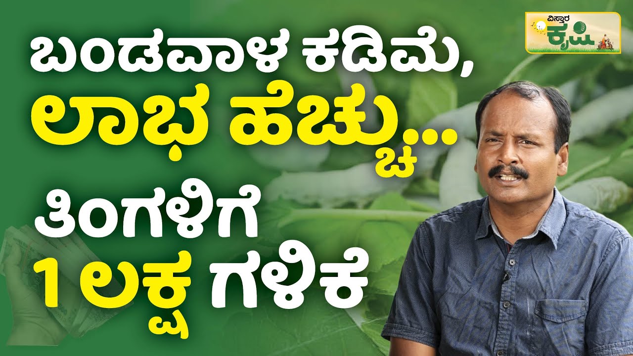ಬಂಡವಾಳ ಕಡಿಮೆ, ಲಾಭ ಹೆಚ್ಚು..ತಿಂಗಳಿಗೆ 1 ಲಕ್ಷ ಗಳಿಕೆ|Sericulture In Kannada | Reshme Bele |Vistara Krishi