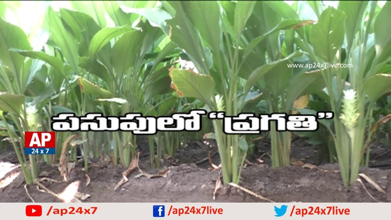 Best Result by Pragathi Turmeric Cultivation | Rythu Ratham | AP24x7