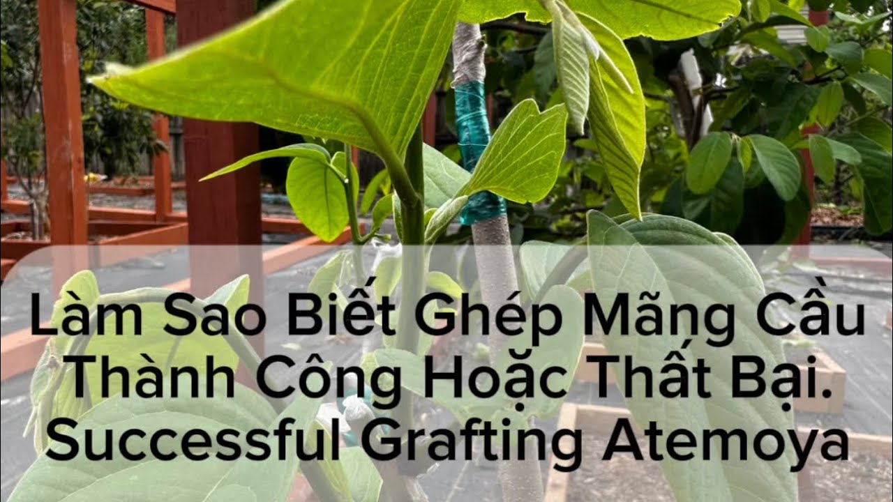 Khi Nào Mới Biết Nhánh Ghép Mãng Cầu Thành Công. How and When Your Grafted Atemoya Are Successful.