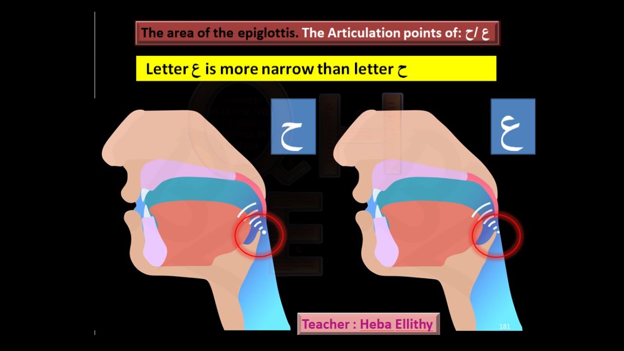 8- The Articulation point of letters  Ain / Haa ح ع makharij