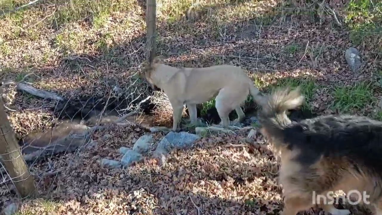 Off grid living walk and talk 