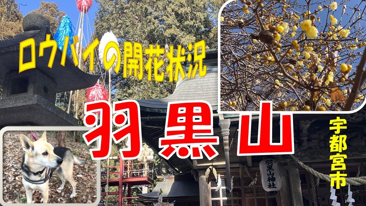 今が見頃？羽黒山のロウバイの開花状況｜冬の羽黒山散策（宇都宮市）