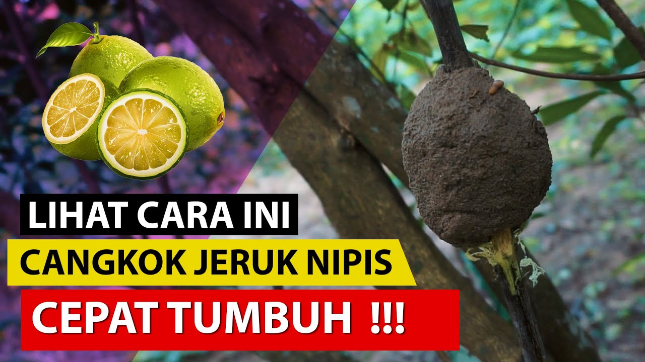 Cara Mencangkok Jeruk Nipis Agar Cepat Tumbuh