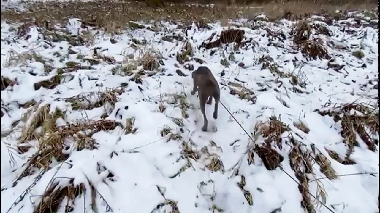 Wie arbeite ich einen jungen Weimaraner auf Schweiß ein