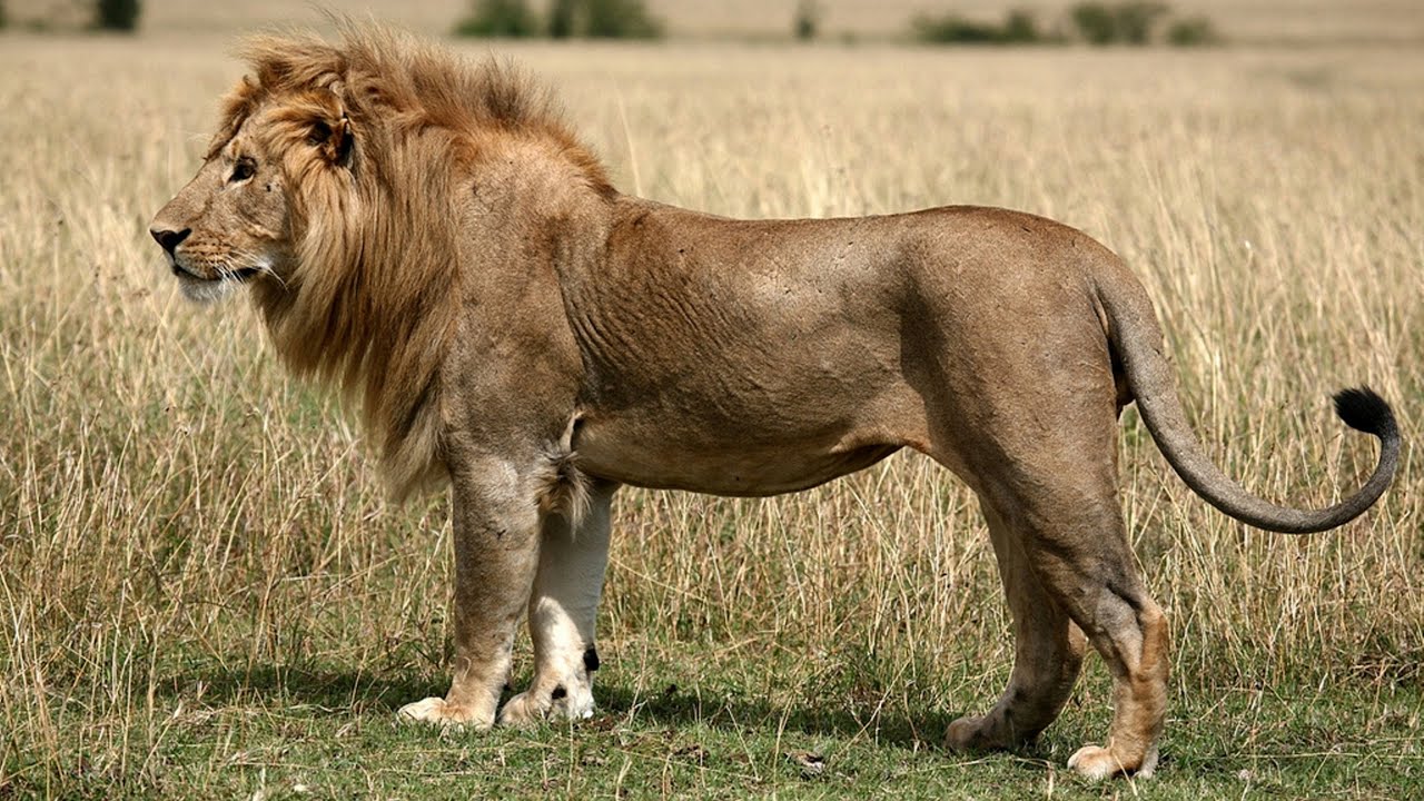 Lion is the king of the animals