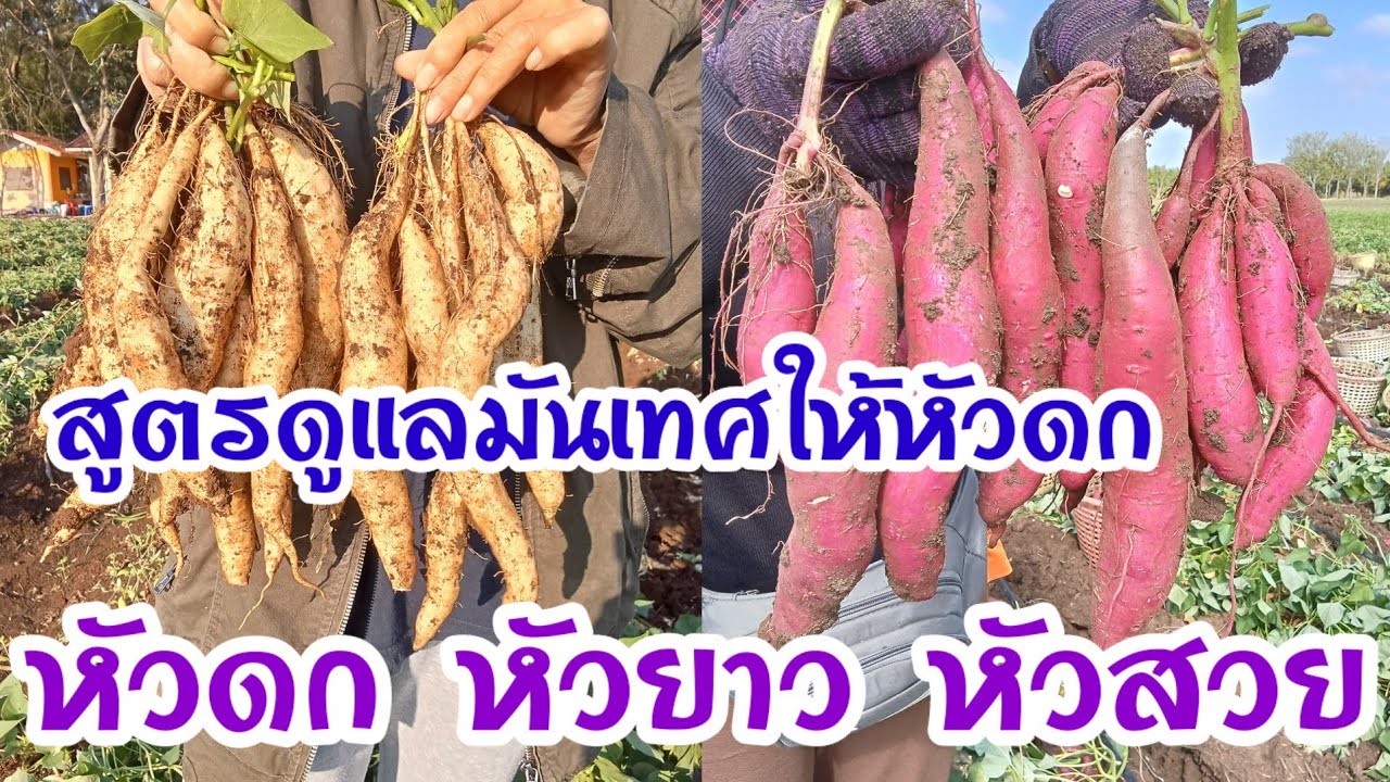 สูตรดูแลมันเทศให้หัวดก ใครๆก็ทำได้