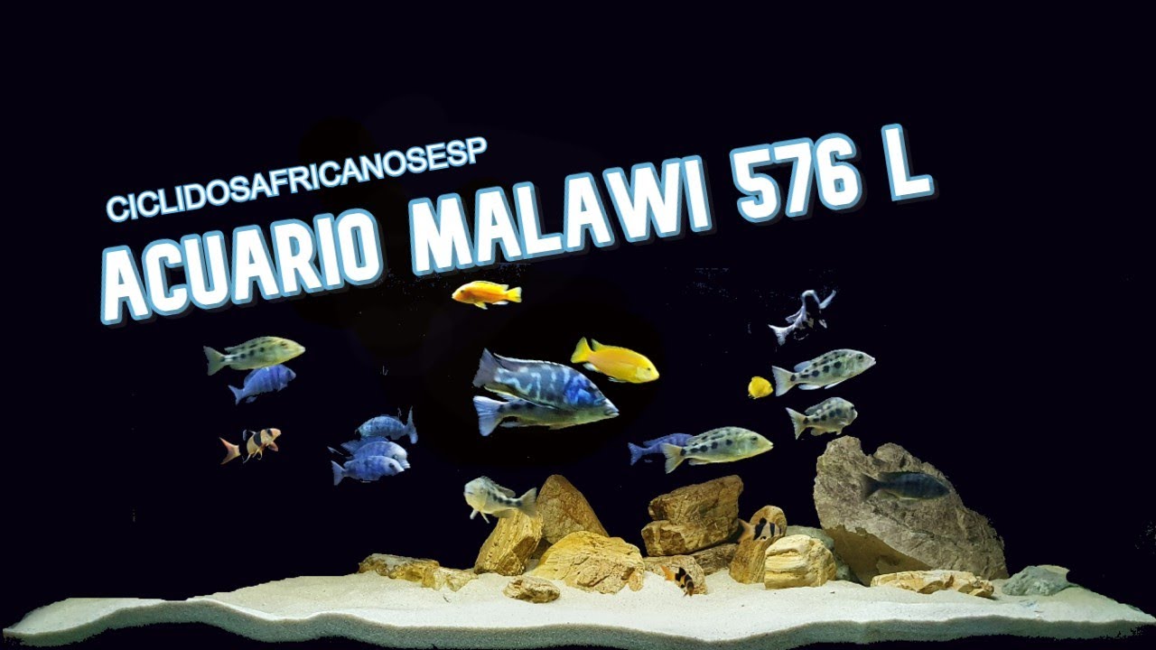 Acuario malawi 576 l