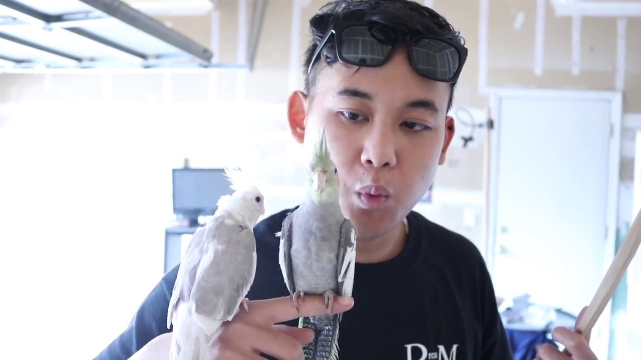 Buying a new pet cockatiel again