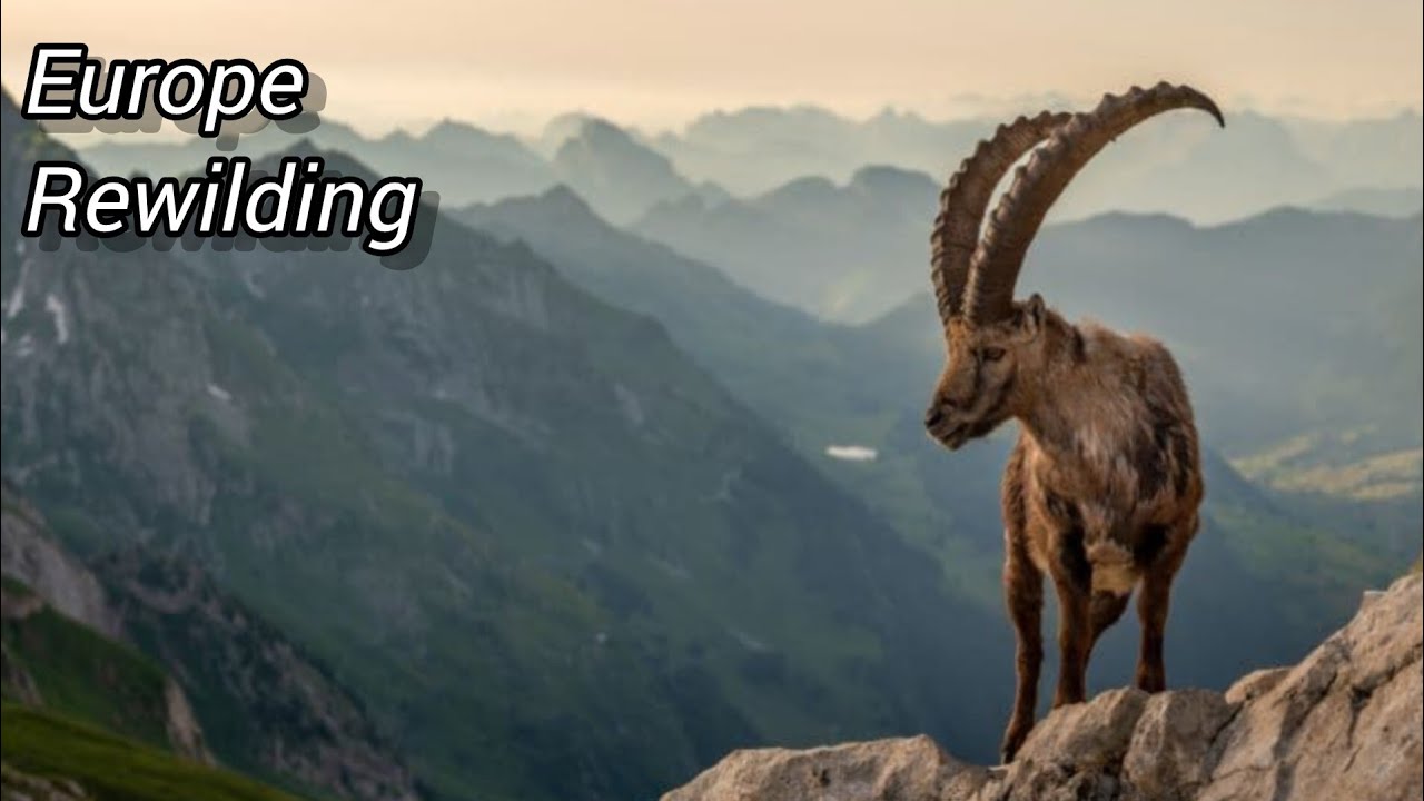 4 EUROPEAN REWILDING PROJECTS | Bringing The Wild Back Europe