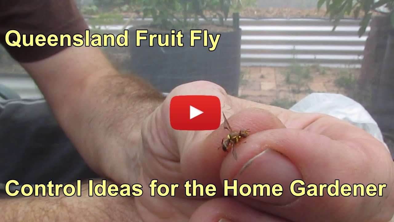 Queensland fruit fly & a few control ideas for the home gardener...