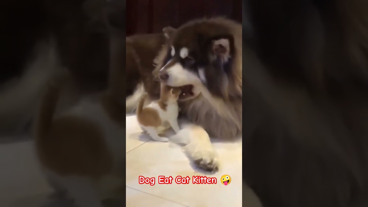 Dog Eat Cat Kitten 🤯 #catsviral