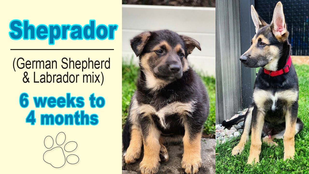 German Shepherd / Labrador mix (Sheprador) 6 weeks to 4 months