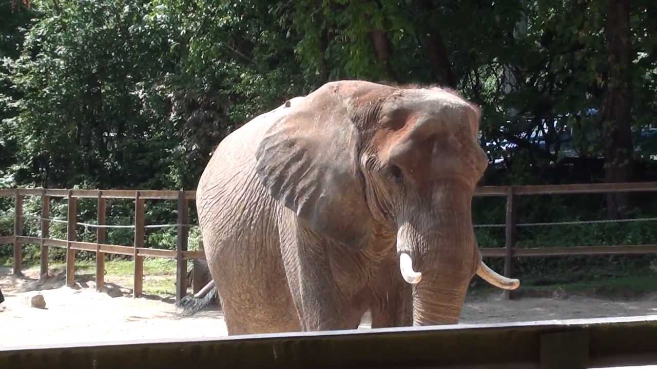 Baltimore Zoo Elephant