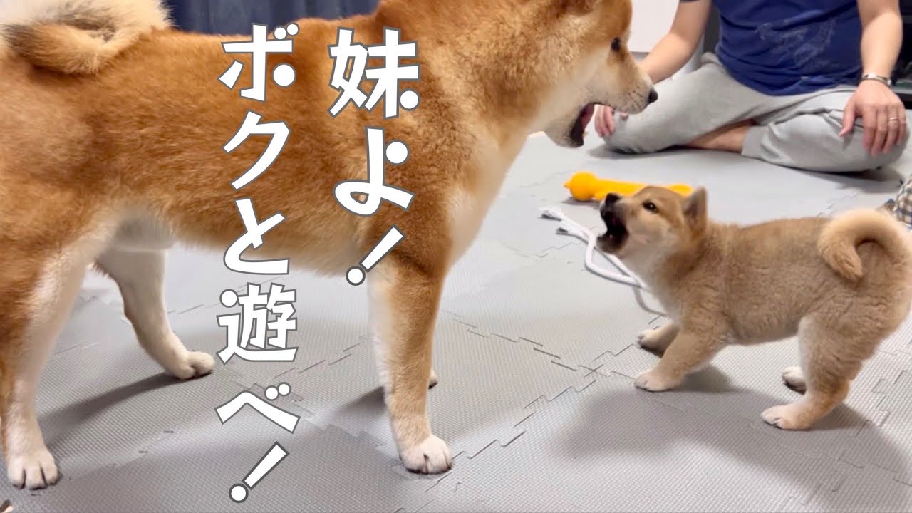 妹豆柴が来てからお兄ちゃんしてたけど、まだまだ子供な兄柴