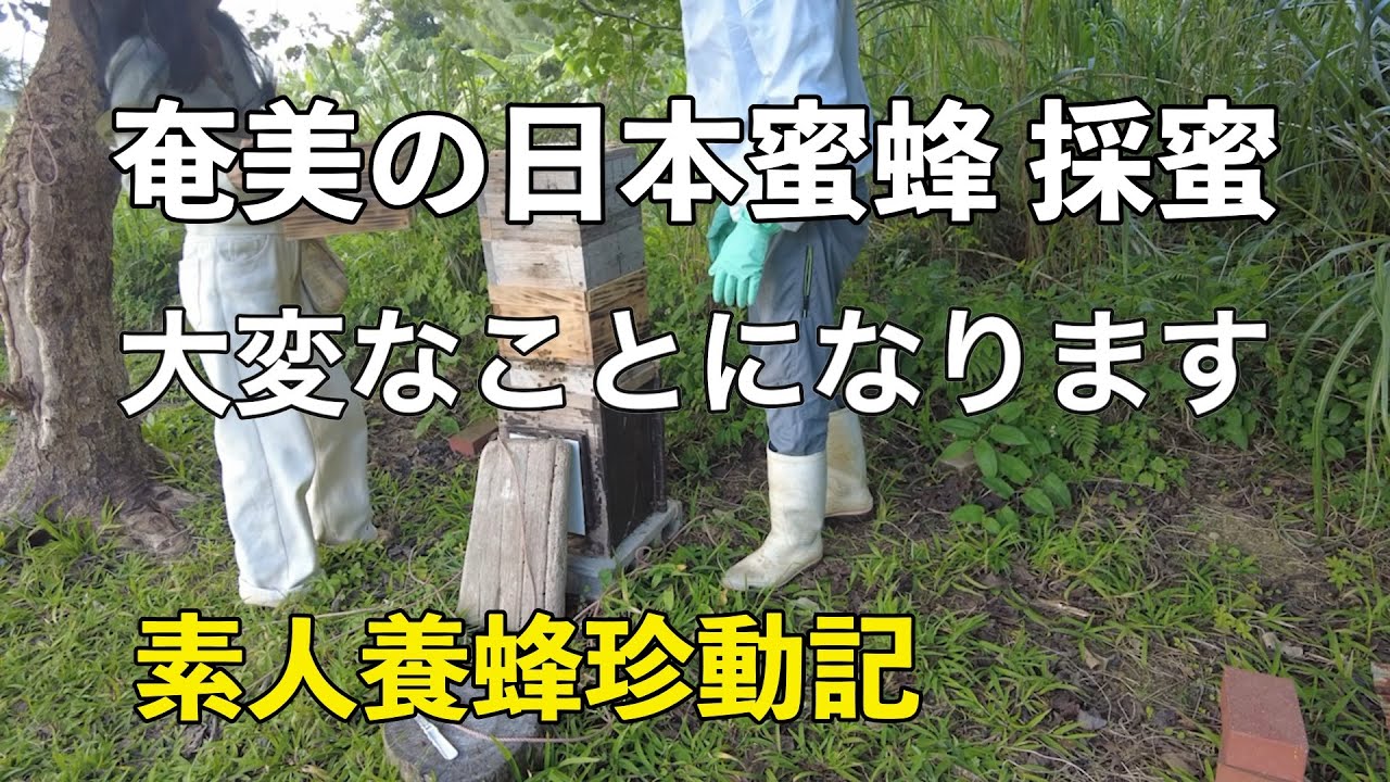 ゆたかや。の日本蜜蜂　初めて蜜をとるよ　まあ素人だから大変なことになりましたさ　奄美はニホンミツバチの最南端です　#日本蜜蜂 　#奄美大島 #採蜜